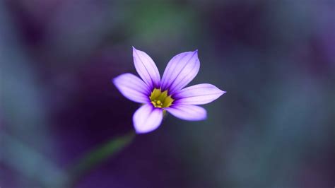 Free photo: Little flower - Beautiful, Beauty, Green - Free Download ...