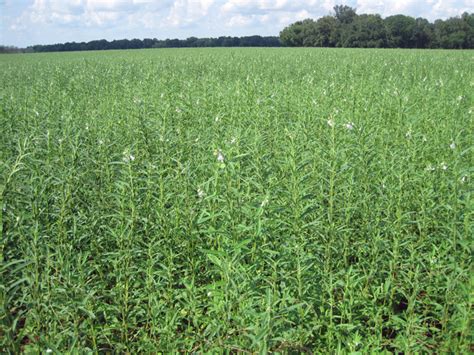 Sesame Production A New Crop For Florida Panhandle Agriculture