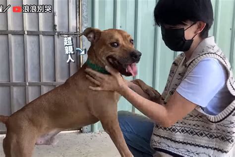 飼主因病去世留下溫柔類比特犬 與世隔絕2年仍找不到人帶牠回家 影音專區 Udn寵物部落