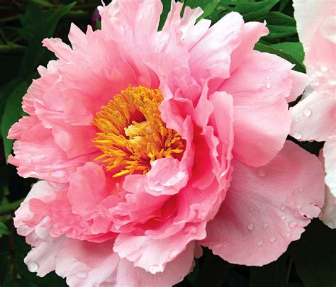 Pretty Pink Peony Peony Pretty Flower Open Pink HD Wallpaper Peakpx