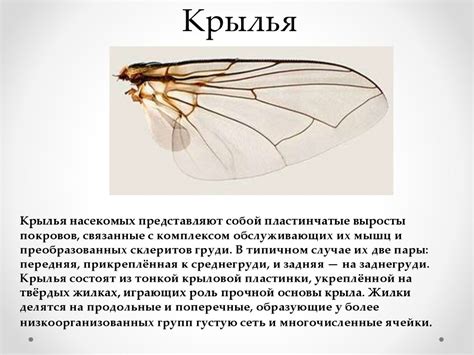 Тип Членистоногие. Класс Насекомые - презентация онлайн
