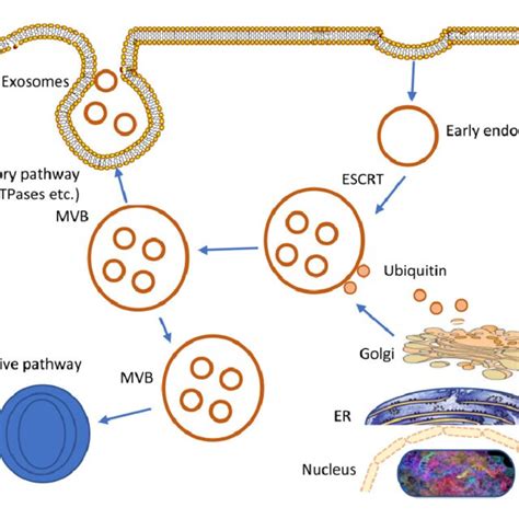 Exosome Structure Biogenesis And Secretion Download Scientific Diagram