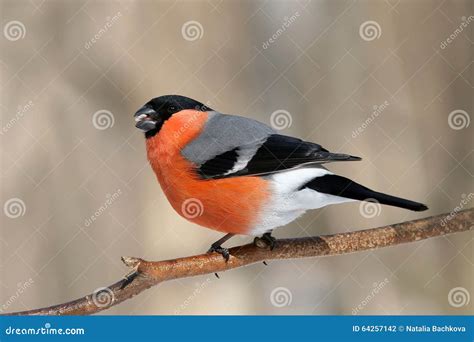 Male Bullfinch On A Branch Stock Photo Image Of Bullfinch