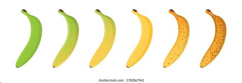 Set Different Banana Ripeness Chart Isolated Stock Vector Royalty Free