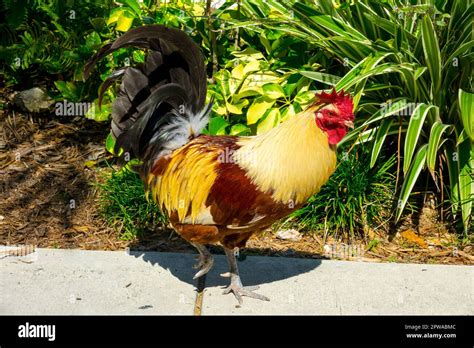 Rhode Island Red Rooster Stock Photo Alamy