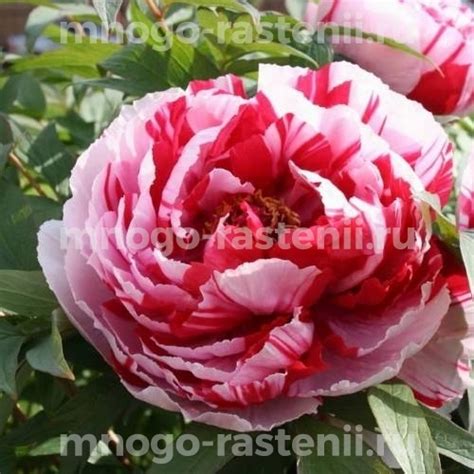 Саженцы Пион древовидный Ред Виз Пинк купить по цене 3700 руб. в Москве ...