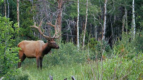 Elk In The Rocky Mountains Photo Credit To Carol Lee 3840 X 2160