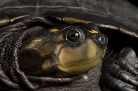 Facts About Red Eared Slider Turtles Trivias On These Amazing Creatures