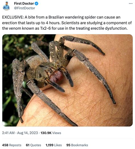 Brazilian Wandering Spider Bite Effect