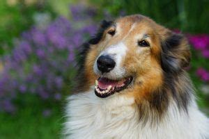 Los Perros M S Bonitos Del Mundo Jalicross