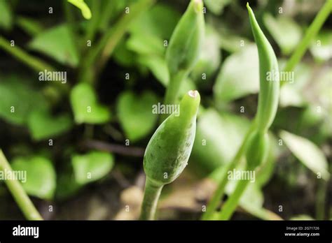 Taro plant hi-res stock photography and images - Alamy