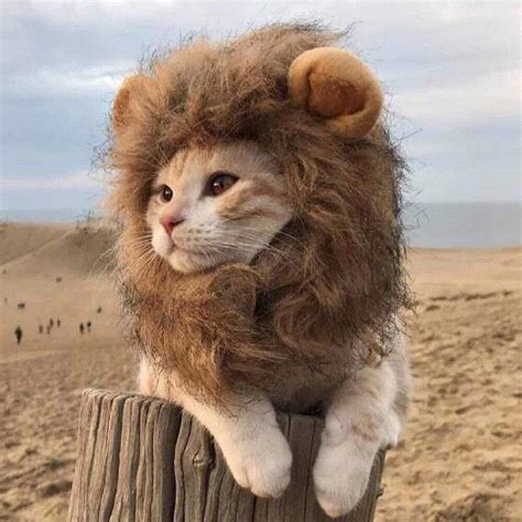 Lion's Mane Cat Wig Costume – Coolcat Gadget