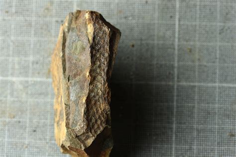 Lepidodendron | fossilsaustralia.com