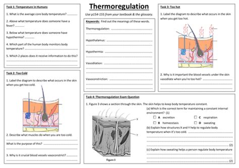 Sb7g Thermoregulation Summary Sheet Edexcel Single Biology Gcse