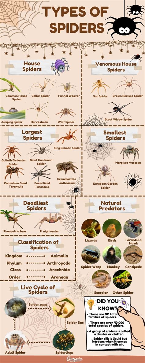 21 Amazing Types Of Spiders Types Of Spiders Spider Identification