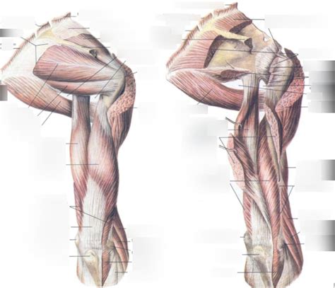 mm. brachii Diagram | Quizlet