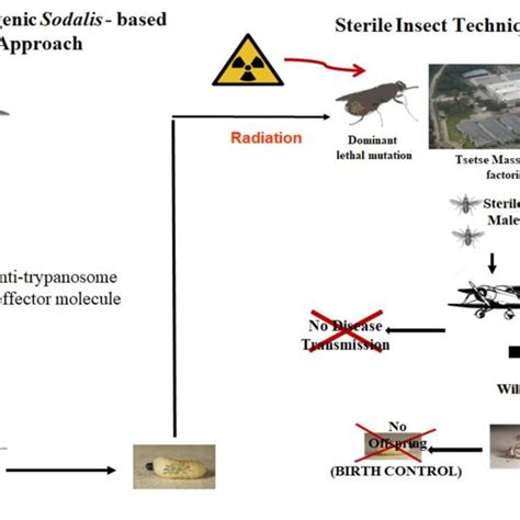 (A) Life cycle of the tsetse fly, (B) Viviparous reproduction cycle of... | Download Scientific ...