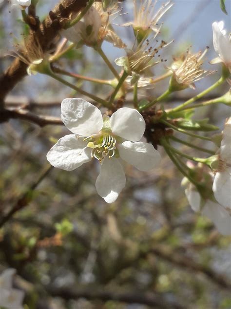 Prunus Salicina Lindl Plants Of The World Online Kew Science