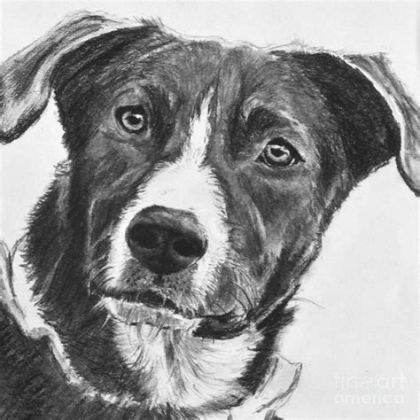 Free Drawings Of Dogs Download Free Drawings Of Dogs Png Images Free