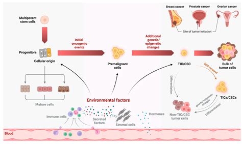 Cancers Free Full Text Innate Immune Program In Formation Of Tumor