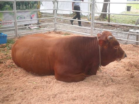 Cara Ternak Kambing Ternak Lembu