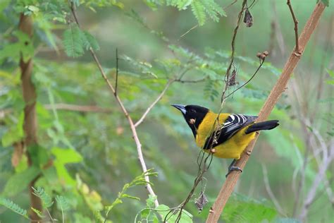 Audubon S Oriole From La Turbina Sabinas Hidalgo N L M Xico On