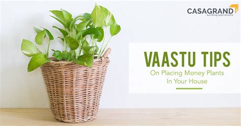 Vastu Tips On Placing Money Plants In Your House Casagrand