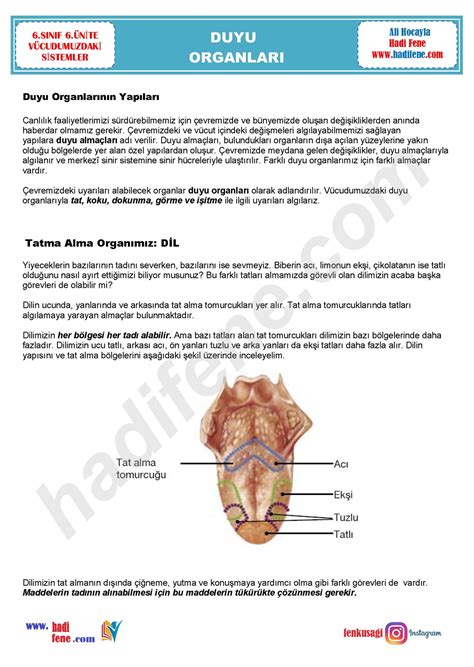 N Te V Cudumuzdak S Stemler Duyu Organlari Hadi Fene Fen