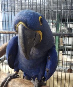 Buy Hyacinth Macaw Hyacinth Macaw Breeders