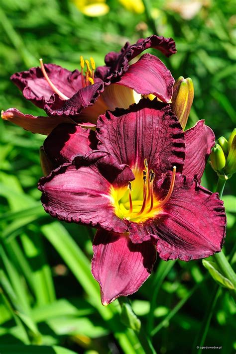 Hemerocallis Nosferatu Liliowiec Sadzawka Pl