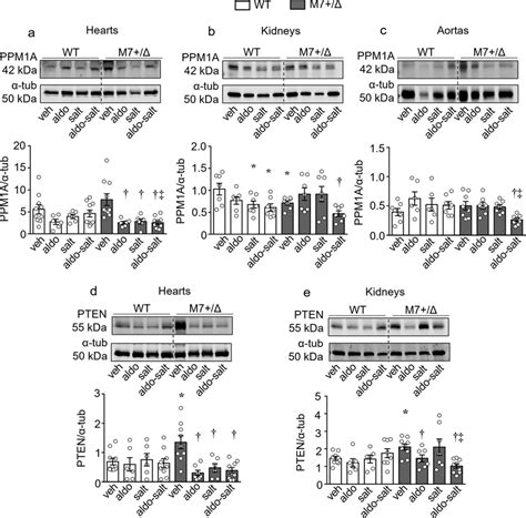 Trpm Deficiency Is Associated With Reduced Expression Of The