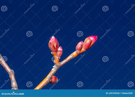 Tree Branch With Buds Of Tilia Cordata Winter Orange Stock Photo