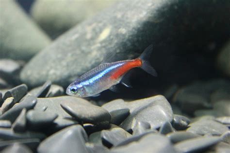 Neon Tetra Care Guide Easy Beginners Friendly