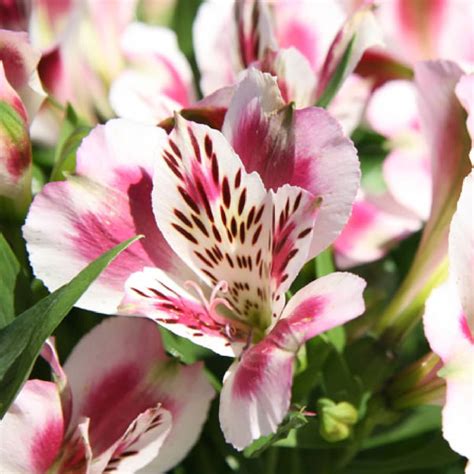 Alstroemeria Glissando Garden Center