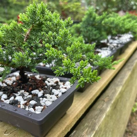 Japanese Dwarf Juniper Bonsai Tree Great T Etsy