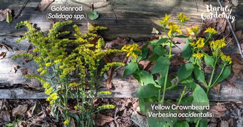 Foraging Goldenrod Photos Tips Lookalikes Free Printable