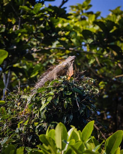 Kayaking Tortuguero National Park without a guide: a truly magical experience — Walk My World