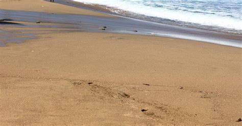 Cuidao Cuquita Estas Playas No Son Aptas Para Ba Istas El Calce