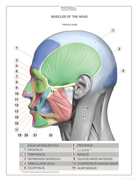 Head Neck Anatomy Book MUSCLES Estimated Completion Of This Book