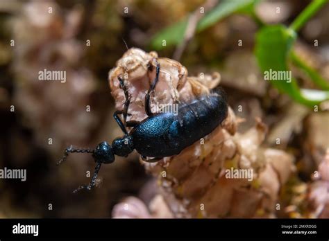 Violet Oil Beetle Meloe Violaceus Feeding On Grass Macro Photo Stock
