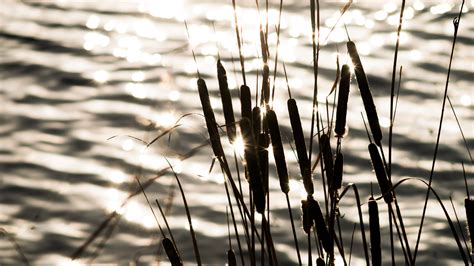 Wallpaper Sunlight Depth Of Field Water Nature Reflection Branch