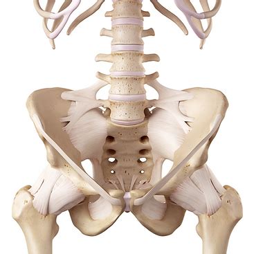 Pelvic Floor Therapy | LimaPT