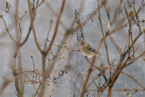 Selective Focus Shot Of An American Goldfinch Bird Perched On A Twig Of