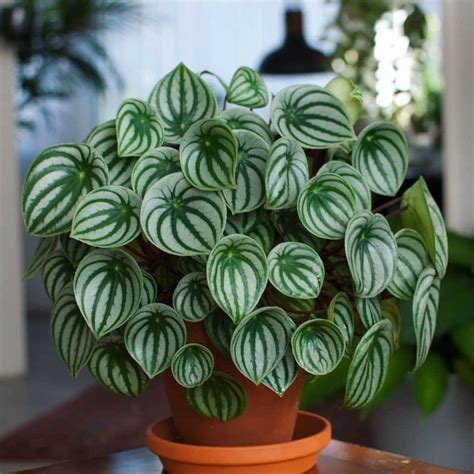 Types Of Peperomia 15 Recommended Varieties To Grow Indoors Artofit