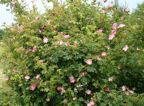 Sweet briar facts and health benefits