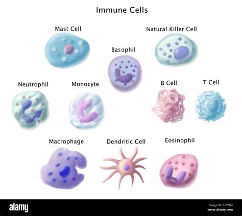 Mast Cell Diagram