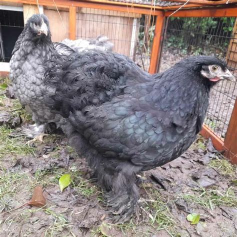 Cochin Chicken Guide: Size, Appearance, Temperament and More