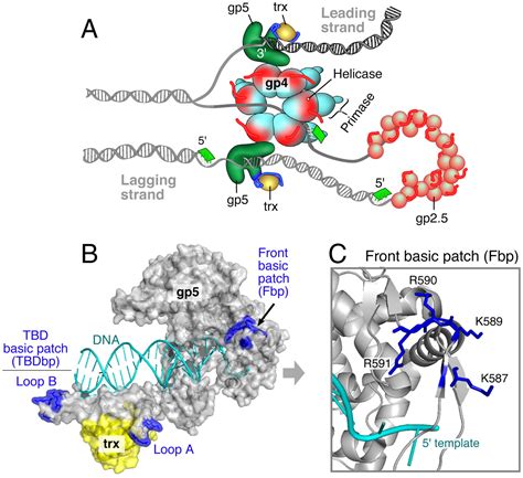 Helicase Dna Polymerase Interaction Is Critical To Initiate Leading