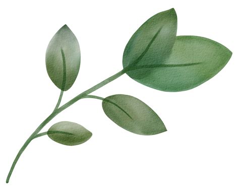 Hojas Verdes Acuarelas Png Clipart Acuarela Hojas Verdes Acuarelas