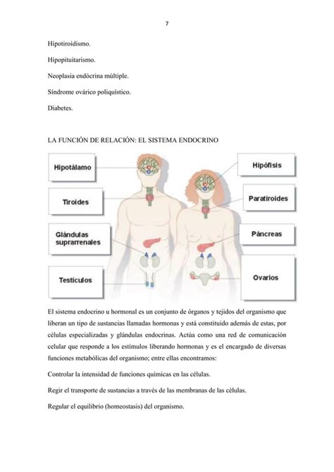 Sistema Endocrino Pdf Cami Y Adriel Nicolas Pdf